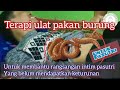 TERAPI ULAT UNTUK PASUTRI Yg Belum Memiliki Keturunan Terapi Pasutri Terapiurutherman2077