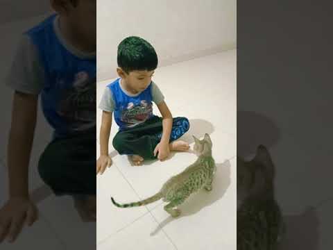 Dishant Rajput fun with cat