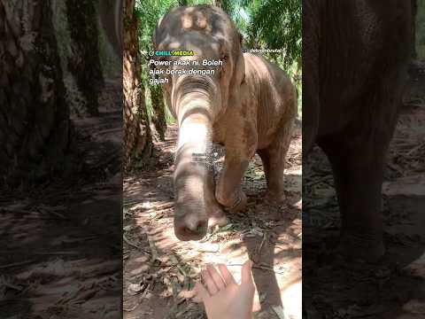 Power Akak Ni Ajak Borak Dengan Gajah