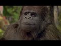 George Of The Jungle Ape Being Helpful And Funny