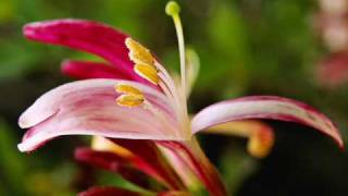 If I could tell you - Yanni