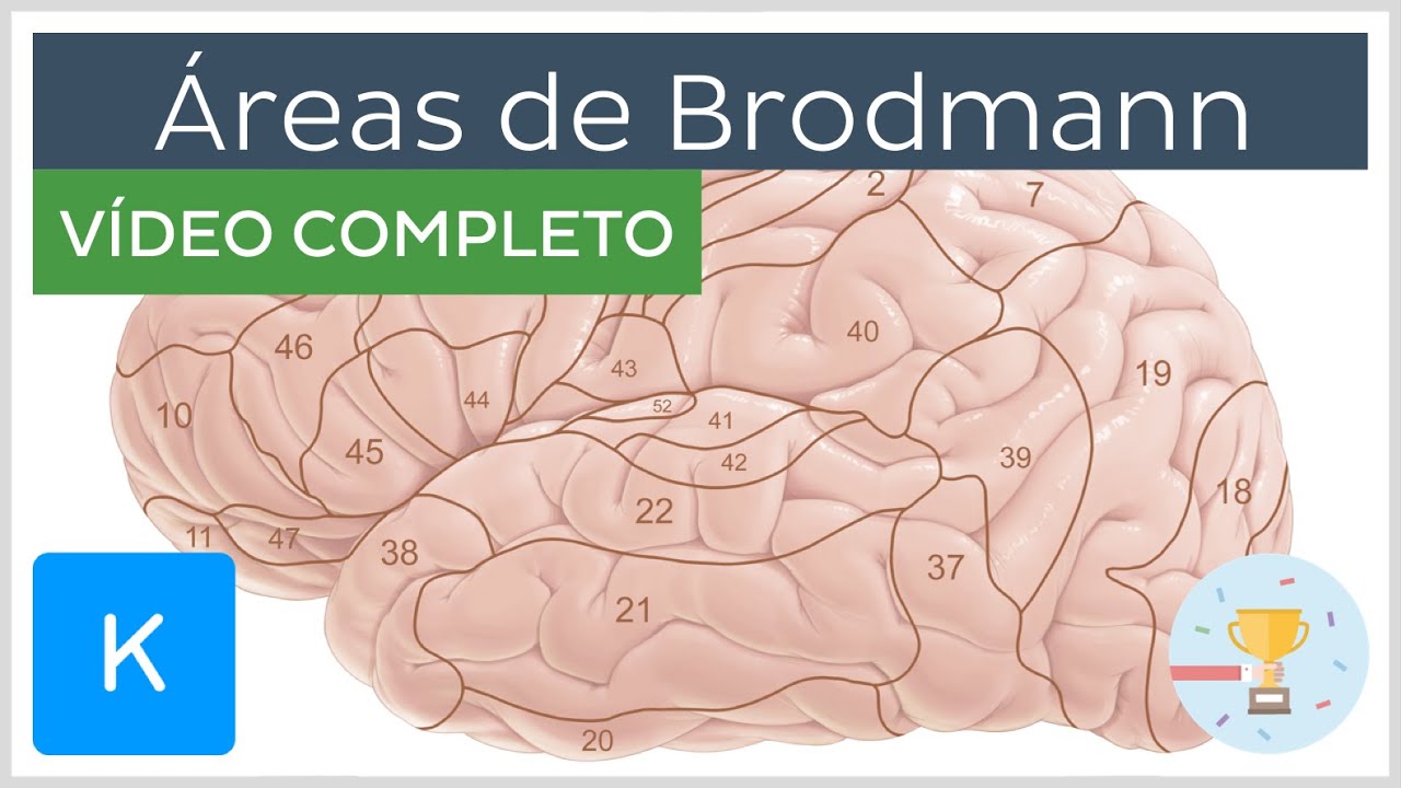 Áreas de Brodmann (vídeo completo) - Anatomia Humana | Kenhub