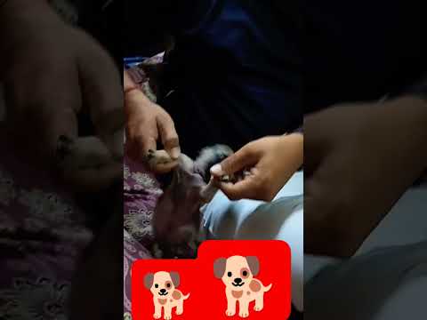 Bruno 🐕 kitna cute hai #followme #brunothedog #doglover #youtubeshorts #viralvideo #pets#animals