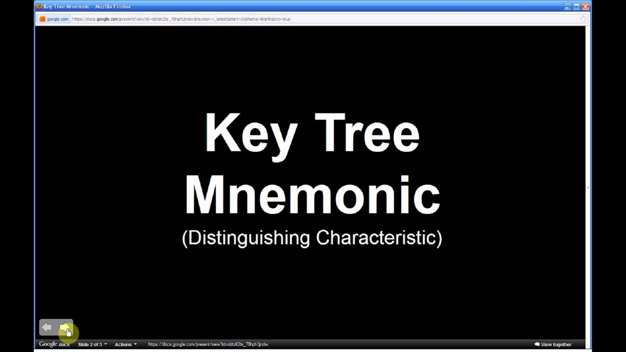 Acer Negundo | Boxelder (Part 2 of 2) - YouTube