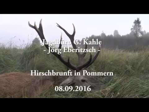 Alter Hirsch wird erlegt! Old deer shot!