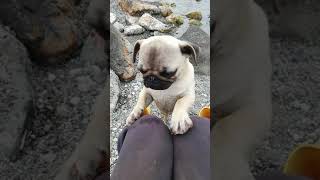 BEN DENİZDE BİR GEMİ KARADENİZ SAHİL VERSİYON