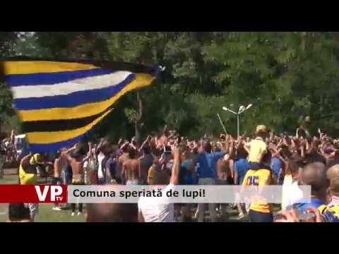 Comuna speriată de lupi!