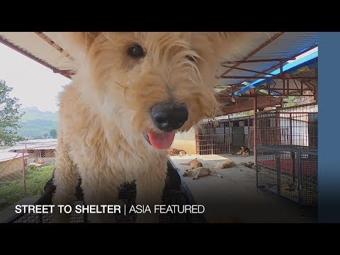 NEPAL: Street to shelter
