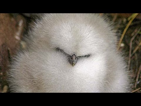 White-tailed and red-tailed tropicbirds fight for breeding territory