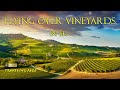 It S HAPPY HOUR Vineyards Around The World In 3 Hours 4K SCREENSAVER