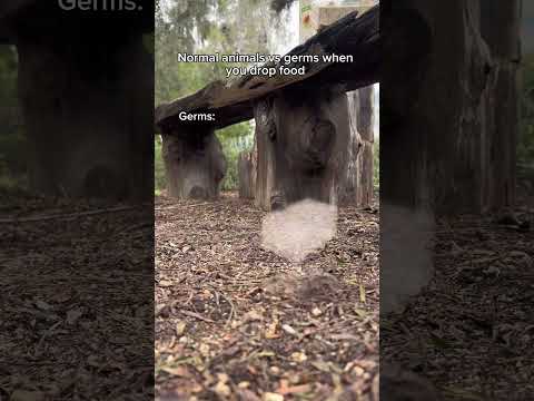 Normal animals vs germs when you drop food. #shorts #skit #funny
