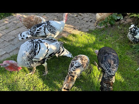 Turkeys ward off birds of prey | Keeping chickens and turkeys together & blackhead disease | Turk...