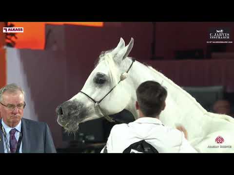 N.98 LR ERA DE EXCALIBUR - GCAT Valkenswaard 2024 - Senior Mares Section B (Class 3B)