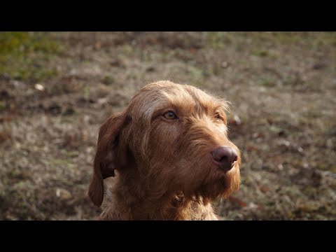 Drótszőrű magyar vizsla - Magyar kutyafajták (9 magyar kutya) oktató- és dokumentumfilm