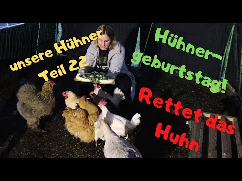 unsere Hühner Teil 22 - ein Jahr ist´s her: Rettet das Huhn! Wir feiern Geburtstag. 🎂🥂🍀
