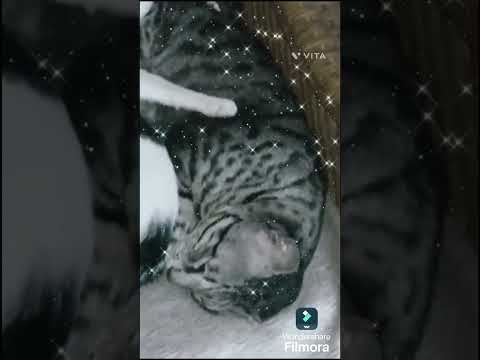#cat #love #catlover #cute #cat #viralvideo #🤩😻😻