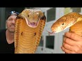 COBRAS WITHOUT VENOM BAD FOR THE HOBBY?