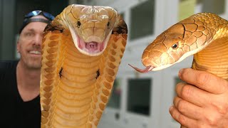 COBRAS WITHOUT VENOM BAD FOR THE HOBBY?