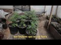 MARIJUANA TRIP TRAILER SPANISH By John Veit ...