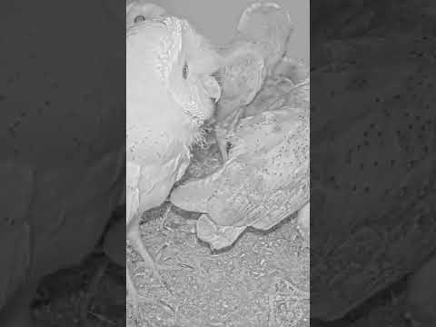 Short: amazing owl chaos: 2 prey deliveries in 39 seconds