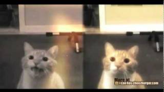 Мило – кот, который поёт…