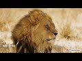ABC Animals For Kids And Toddlers Learn Alphabet With Animals For Toddlers Kids