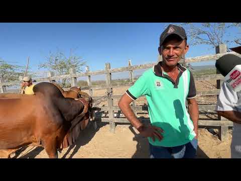 Feira do Gado em Senador Rui palmeira - AL 06 - 01 - 2025 #nordeste