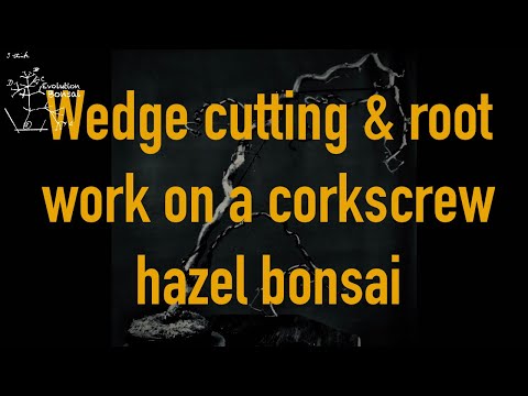 Wedge cutting, first styling and repotting of a corkscrew hazel bonsai