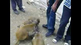 preview picture of video 'Wild Monkeys r so Frank with me.wmv'