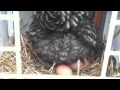 Amazing Egg Laying