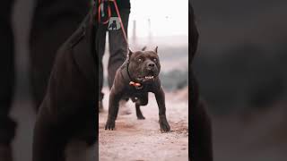 Pit Bull vs. American Bully: What&#39;s the difference?