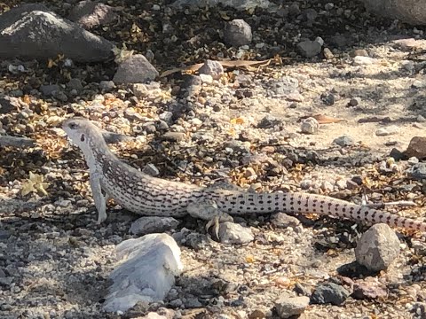 Desert 🌵 Iguana (Dipsosaurus dorsalis) (#20)