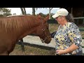 Old Friends Blog Visit 38 Laura S Evenings With The Mares