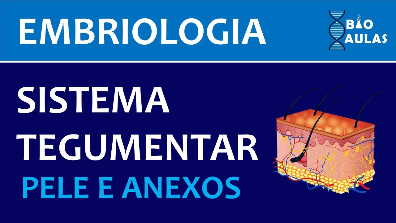 Embriologia do Sistema Tegumentar: Pele e Anexos (Embriologia Humana) - Bio Aulas