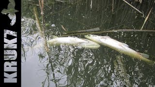 Озеро щучье ленинградская область рыбалка
