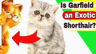 Is Garfield an Exotic Shorthair? Do Exotic Shorthair cats like to be held?