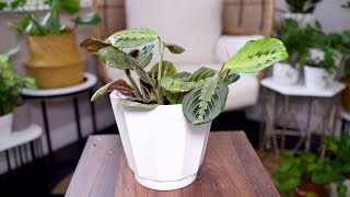 Prayer Plant (Maranta Leuconeura) Care And Growing Guide - Plant Mom Care