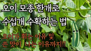 오이 모종 한주로 수십개 수확하는 방법!!