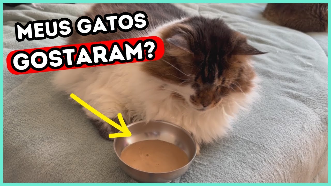 Fiz o Patê De Fígado MAIS FÁCIL Que Existe Para Gatos