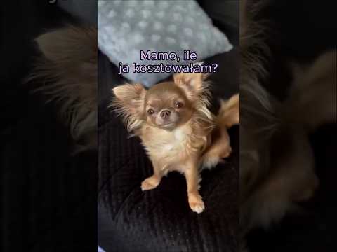 ILE KOSZTOWAŁ MÓJ PIES?! 😱💸