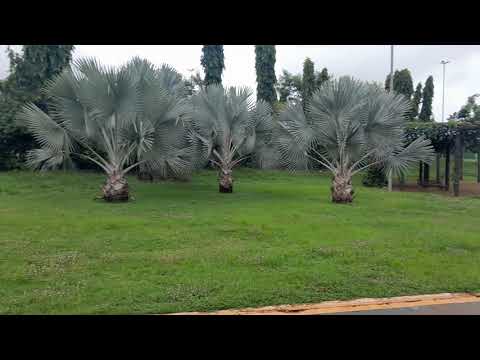 VOU AQUI MOSTRAR UM POUQUINHO PORQUÊ LAGO DONA GERCINA EM RIOVERDE-GOIAS 