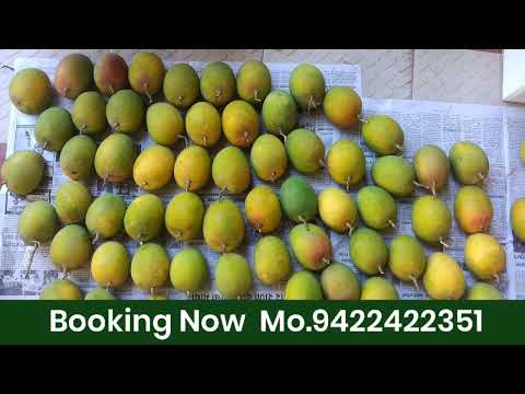 Ratnagiri alphonso mangoes