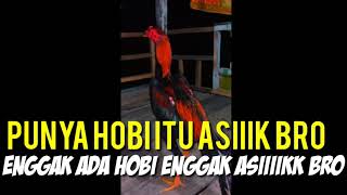 Download lagu Status wa penghobi ayam bangkok mp3