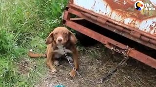 Dog Chained For 10 Days Finds New Family