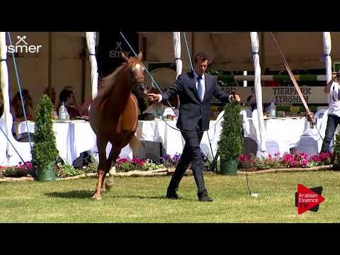 N.109 MUNTASIR J - Strohen 2018 B Int