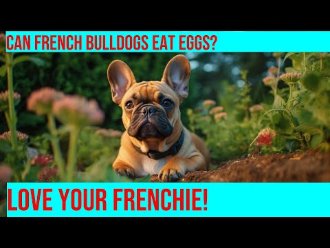 Feeding French Bulldogs: How to Safely Include Eggs in Their Diet