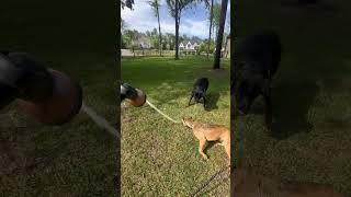 Video preview image #1 Black Mouth Cur-Labrador Retriever Mix Puppy For Sale in The Woodlands, TX, USA