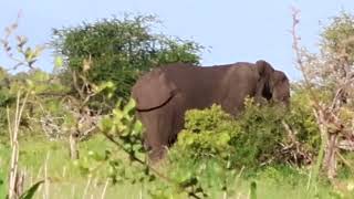 Wild African Elephants Roam FREE in the Savannah Bush💯