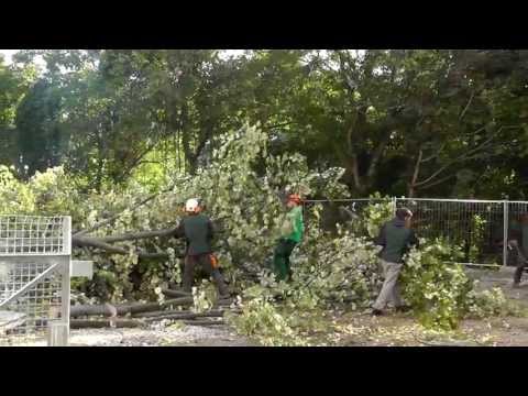 2.Oktober 2013 - Baumfällung in der Crellestrasse  22a