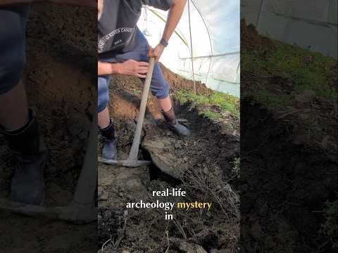 🪏 Mystery solved! #giantpumpkin #farming #archaeology #treasure #garden